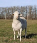 Dorper Sheep for Sale - Image 3