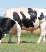 Friesian Holstein Calves Heifers Bulls - Image 5