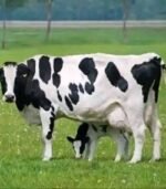 Friesian Holstein Calves Heifers Bulls - Image 4