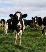 Friesian Holstein Cattle for Sale – Calves, Heifers, In-calf, and Bulls from USA and UK Our premium Friesian Holstein Cattle are bred and raised in USA and UK, adhering to international standards and tailored for export to both Muslim and Western markets. USA and UK Friesian Holstein Cattle Exporters, Exportateurs de bovins Friesian Holstein du Brésil, Exportadores de gado Friesian Holstein do USA and UK, 巴西荷斯坦弗里斯牛出口商, Exportadores de ganado Friesian Holstein de USA and UK, مصدرو ماشية فريزيان هولشتاين من البرازيل