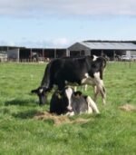 Friesian Holstein Calves Heifers Bulls - Image 2