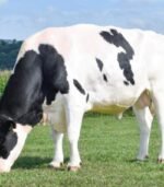Friesian Holstein Calves Heifers Bulls - Image 6