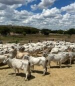 Grey Brahman Calves Heifers Bulls - Image 4