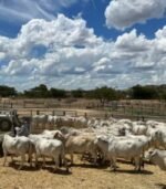Grey Brahman Calves Heifers Bulls - Image 2