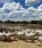 Grey Brahman Calves Heifers Bulls - Image 3