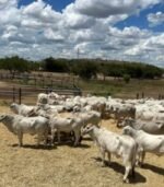 Grey Brahman Calves Heifers Bulls - Image 5