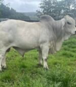 Grey Brahman Cattle for Sale – Calves, Heifers, In-calf, and Bulls from USA and UK Our premium Grey Brahman Cattle are bred and raised in USA and UK, meeting international standards and tailored for export to both Muslim and Western markets. USA and UK Grey Brahman Cattle Exporters, Exportateurs de bovins Grey Brahman du USA and UK, Exportadores de gado Grey Brahman do USA and UK, 巴西灰色婆拉曼牛出口商, Exportadores de ganado Grey Brahman de USA and UK, مصدرو ماشية جراي براهمان من البرازيل