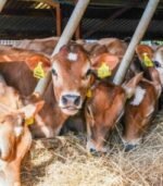 Jersey Calves Heifers Bulls - Image 3