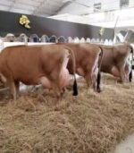 Jersey Calves Heifers Bulls