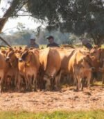 Jersey Calves Heifers Bulls - Image 4