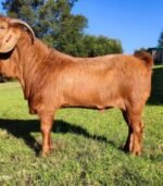 Kalahari Red Goats for Sale - Image 2