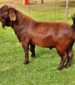 Kalahari Red Goats for Sale - Image 7