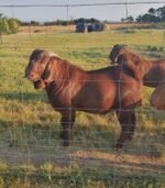 Kalahari Red Goats for Sale - Image 5