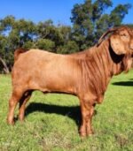 Kalahari Red Goats for Sale - Image 4
