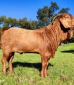 Kalahari Red Goats for Sale - Image 3