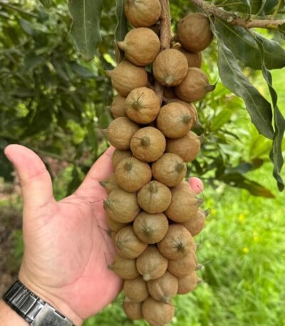 Premium Macadamia Nuts for Sale – Sustainably Cultivated and Processed Our high-quality Macadamia Nuts are carefully cultivated and processed to deliver superior taste, Brazil Macadamia Nuts Exporters, Exportateurs de noix de macadamia du Brésil, Exportadores de macadâmia do Brasil, 巴西夏威夷果出口商, Exportadores de nuez de macadamia de Brasil, مصدرو مكاديميا من البرازيل