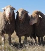 Merino Sheep for Sale - Image 6