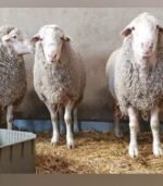 Merino Sheep for Sale - Image 5