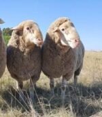 Merino Sheep for Sale