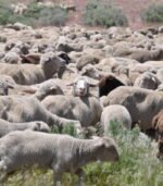Merino Sheep for Sale - Image 3