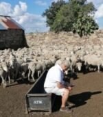 Merino Sheep for Sale - Image 2