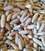 Pine Nuts for Sale - Image 2