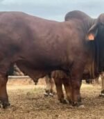Red Brahman Calves, Heifers, Bulls - Image 4