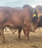 Red Brahman Calves, Heifers, Bulls - Image 3