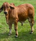Red Brahman Calves, Heifers, Bulls - Image 8