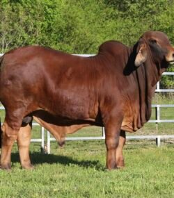 Red Brahman Cattle for Sale – Calves, Heifers, In-calf, and Bulls from Brazil Our exceptional Red Brahman Cattle are bred and raised in Brazil, Brazil Red Brahman Cattle Exporters, Exportateurs de bovins Red Brahman du Brésil, Exportadores de gado Red Brahman do Brasil, 巴西红婆拉曼牛出口商, Exportadores de ganado Red Brahman de Brasil, مصدرو ماشية ريد براهمان من البرازيل