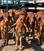 Red Brahman Calves, Heifers, Bulls - Image 2