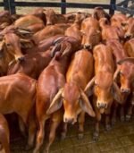 Red Brahman Calves, Heifers, Bulls - Image 7