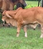 Red Brahman Calves, Heifers, Bulls - Image 6