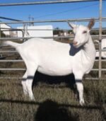 Saanen Goats for Sale - Image 2