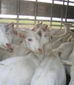 Saanen Goats for Sale - Image 6