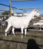 Saanen Goats for Sale - Image 5