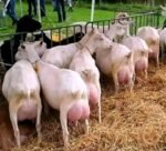 Saanen Goats for Sale