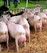 Saanen Goats for Sale - Image 4