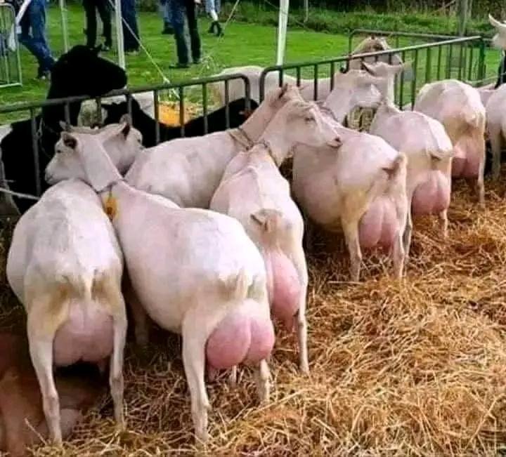 Saanen-Goats-for-Sale-sfd Saanen Goats for Sale - Image 1