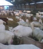 Saanen Goats for Sale - Image 3