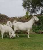 Savannah Goats for Sale - Image 2