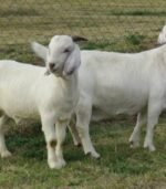 Savannah Goats for Sale - Image 4