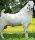 Savannah Goats for Sale