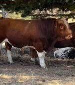 Simmental Calves Heifers Bulls - Image 3