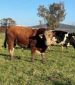 Simmental Calves Heifers Bulls - Image 11