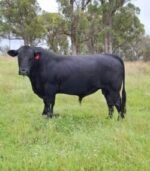 Simmental Calves Heifers Bulls - Image 4