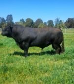 Simmental Calves Heifers Bulls - Image 5