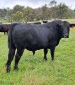Simmental Calves Heifers Bulls - Image 6