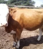 Simmental Calves Heifers Bulls - Image 7