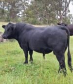 Simmental Calves Heifers Bulls - Image 8